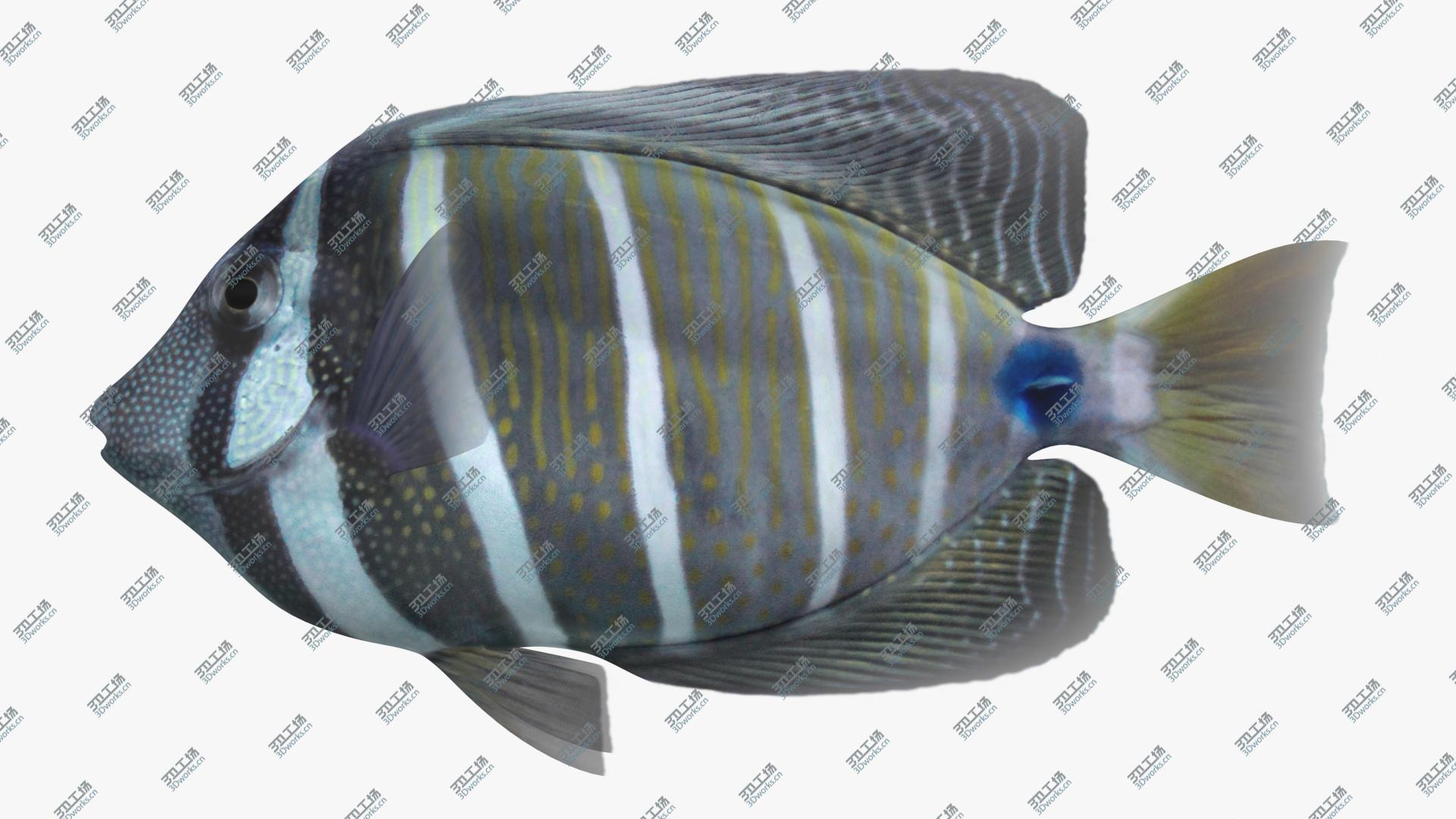 images/goods_img/202105071/Sailfin Tang Animated 3D model/5.jpg